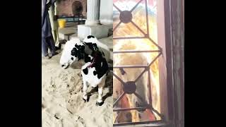 Bakra bado badi song 😂 #cow #bakr #goat #bull #animals #cute #comedy #funny #kids #song