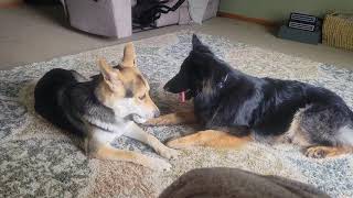 German shepherd couples enjoying and chilling | German shepherd | dogs enjoying | huskies | puppies