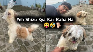 Yeh Shizu Kya Kar Raha Ha😜🤣🐶//Sukhdev Badhan Vlogs