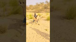 Camel angry mood 😱#viral #camel #foryou #animals #viralvideo #camellife #big #beautiful #angry #f