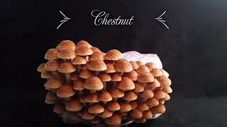 Chestnut Mushroom Time Lapse