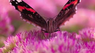 Red Admiral butterfly (Vanessa atalanta) on Stonecrop (Sedum/Hylotelephium spectabile)