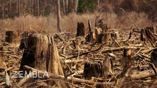 Leidt de vraag naar biomassa tot grootschalige kaalkap? (2017)