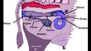 Evaluation of Female Reproductive Tract in Cattle & Buffaloes