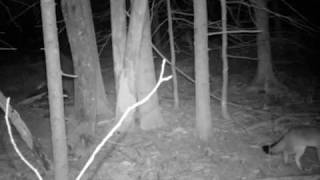 (Part of a) Marten or Fox Captured on Trail Cam