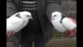 КОЛЛЕКЦИЯ БОЙНЫХ ГОЛУБЕЙ В МОСКВЕ !!!  fighting pigeons,  schlachttauben,savaş güvercinleri.