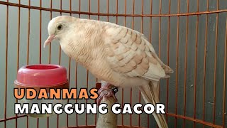 UDANMAS MATA MERAH MANGGUNG LOS GACOR