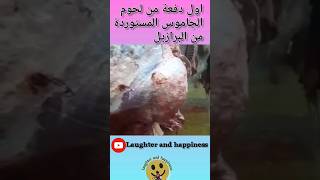 أول دفعة من لحوم الجاموس البرازيلي #المغرب #الجزائر #morocco #reels #reelsvideo