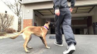 Clutch - 5 months malinois training | Funtastic K9 Training