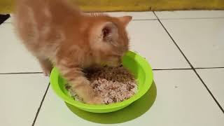 Anak Kucing Makan Nasi Dicampur Ikan Bandeng!