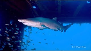 Scuba Diving North Carolina with Sand Tiger Sharks