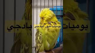 بادجي انجليزي اوبلاين سينامون opaline cinnamon #shorts