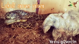 Yılan Güvercin kümesini talan etmiş😱