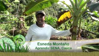 Parcelas productivas en la vereda de Quiroga, Guapi,  Cauca