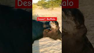 WOW 😳 Desert Beautiful Buffalo. #buffalo #yshorts #utubeshorts