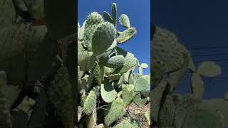 #huge #cactus #tree on the side of the road!!