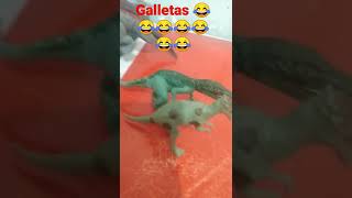 las galletas del Herrerasaurus