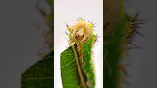 This sound was so perfect!#caterpillars #insects #moths