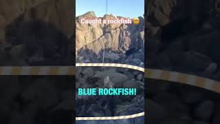 Caught a NICE Fish 🤯🤯 #shorts #fishing #viral #viralshorts #trending #trend #viralvideo #fish