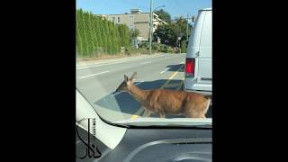 Gazelle Crossing in North Vancouver عبور آهو و بچه هاش در نورث ونکوور