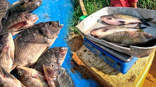 Island Village !! Best Rural Street Fish Market | Live Tilapia Fish Cutting Skills in Village