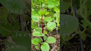 How To Grow Red Malabar Spinach In Your Garden - Fun Gardening Tips For Beginners! #shorts