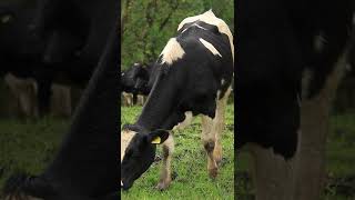 cow#animalshorts #animals_sound