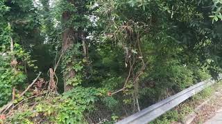 bigfoot tribes spotted during Walmart construction