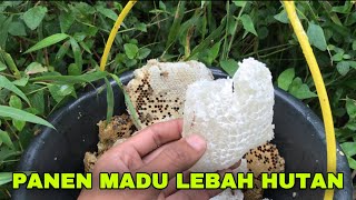 PANEN MADU LEBAH HUTAN LERENG GUNUNG WILIS