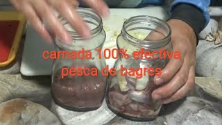 la mejor carnada para la pesca de bagres