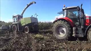 Mega akcja kukurydza WTOPY  2017|Massey Ferguson|Fendt|Zetor|Class|