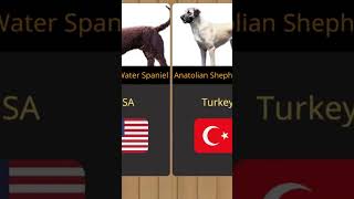 Dog Breeds From Different Countries Part 4