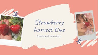 STRAWBERRY HARVEST TIME | BERANDA GARDENING | JAPINAY