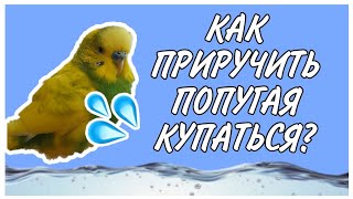 КАК ПРИРУЧИТЬ  ПТИЧКУ КУПАТЬСЯ?|Гоша Гороша