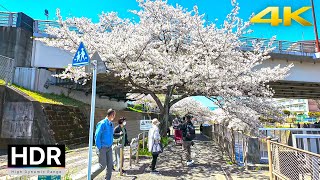 Tokyo Suburbs Cherry Blossoms 2024 | 4K HDR