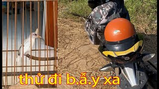 thấy ae bảo đi b.ẫ.y nhiều chim hay - lâu nay em đi bẫy thử ở xa cùng ae gắp chú bổi lì ko ra