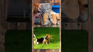 Beagle, Breed Spotlight Shorts #beagle  #dog #doglover #canineenrichment