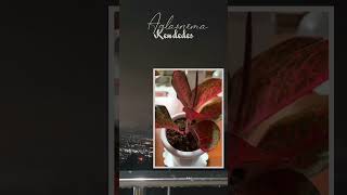 Kendedes #aglaonema #keisyalevronka #mengejarmatahari #vidioshort