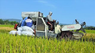 Farmer Using Combine Harvester Machinery Harvesting Rice On The Farm Field