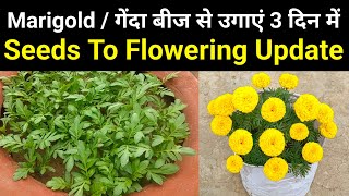 अकतूबर में गेंदा बीज से कैसे उगाये / How To Grow Marigold / Gainda From Seeds To Flowering Update