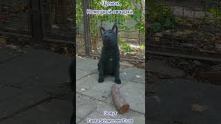 Чёрный щенок немецкой овчарки. Black shepherd puppy. #puppydog #shepherd #germanshepherd #dog #gsd