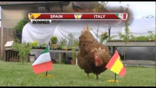 Kev The Chicken #3 - Our psychic feathered friend predicts the winners at the Euros