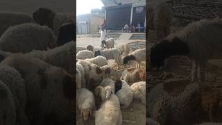 #sheepmarket desert sheeps huge group in relax mood and sleeping #animals