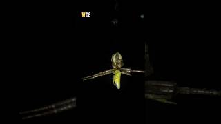 Night Hungry Attacks of WILD spider #shorts #spider #cicadas #hunt #vs