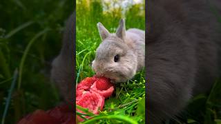 rabbit#rabbit #cutebaby #cute #rabbiteating #strawberry #cuterabbit #strawberryeating