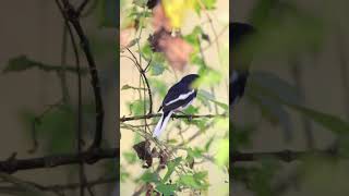 Oriental Magpie Robin #birds #morningvibes #birdsvideo #nature #birding #hobby #peacefulmoments #4k