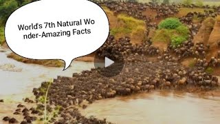 5 Facts on 10 Million Wildebeests Crossing!#Naturalwonders #viralvideo #greatmigration #Educational