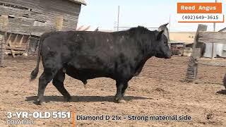 RA 5151 cow bull