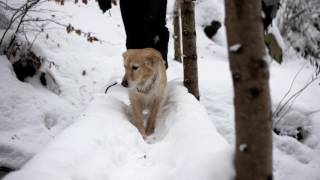 Зимовий піший похід вихідного дня до водоспаду Воєводин