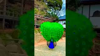 Beautiful Peacock #shorts #peacock #satisfying #subscribe #wonderful